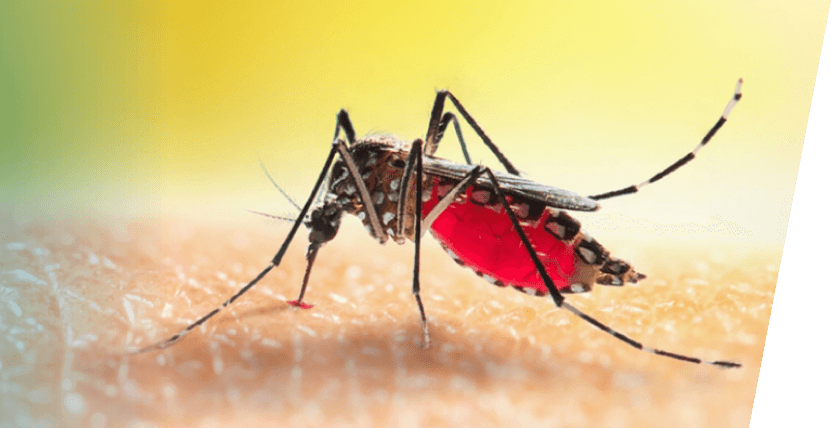  World Mosquito Day: Raising Awareness and Promoting Prevention